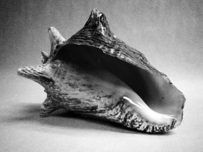 The Conch - A woman's inner conflicts