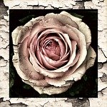 vintage rose domestic violence love